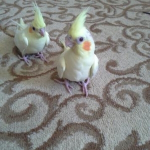 1 ay yarimliq qirmizi göz korella satilir