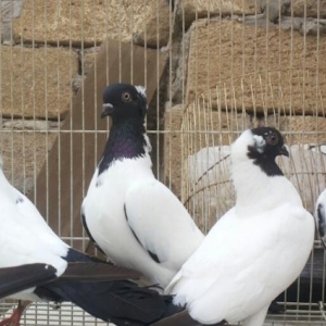 temiz qaraba§ manaxlar satilir..