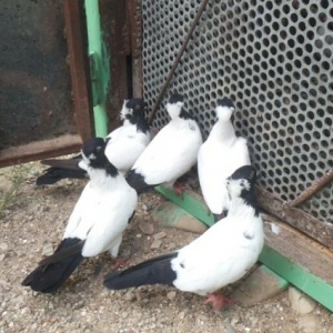 temiz qaraba§ manaxlar satilir..