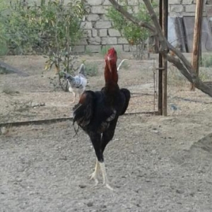 herati xoruz 10 ayliq oz heyvanimin balasidi