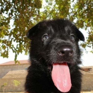 Продажа щенков чёрной неме�