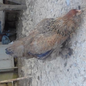 Nerazlucnik hazir cut satilir.