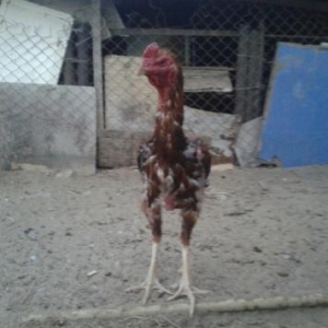 herati xoruzu bir gozu doyusde gedib hal hazirda t