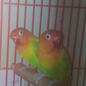 hazir cutduler15 ayin quwleidir. hal hazirda yuvay