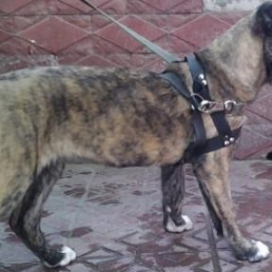 dagistan cobaniti satilir