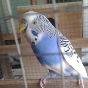 Salam tecili bir cut papuqay satilir.