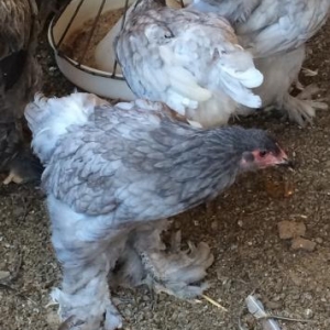 Brama, Koxinxin, Orpington