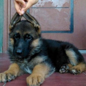 Породистые щенки Немецкой �