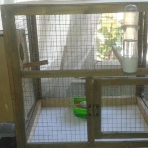 Salam tecili bir cut papuqay satilir.