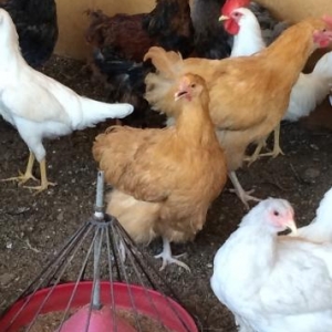 Brama, Koxinxin, Orpington