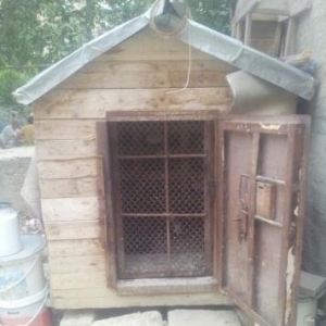 14 göyərçin balalarıda var quşdamı ilə birgə saatıram.