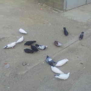 14 göyərçin balalarıda var quşdamı ilə birgə saatıram.