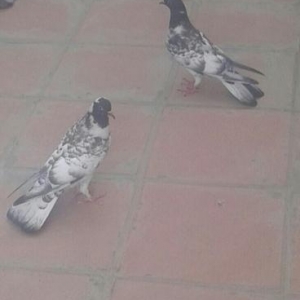 garabaslar 17 tukler.