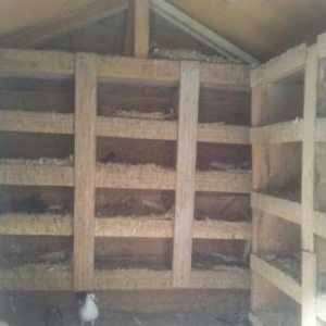 14 göyərçin balalarıda var quşdamı ilə birgə saatıram.