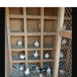 quşxana quşlar ile birlikde satılır.Dam moşnu yığılıb