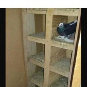 quşxana quşlar ile birlikde satılır.Dam moşnu yığılıb