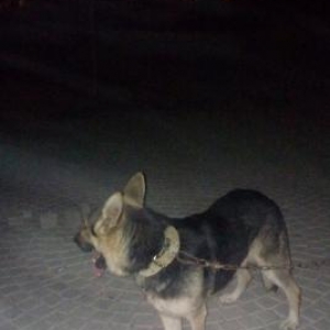 teecili satilir erkekdi saglam aktiv itdi real ali