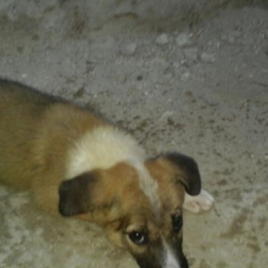 Qurdbasar satilir yaxşı itdi qulaqlari kəsilmiy