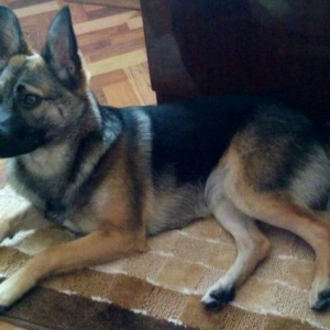 Alman Avçarkası satılır. Ev şeraitinde böyü