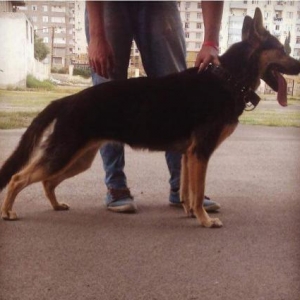 dişi ovçarka,cütə