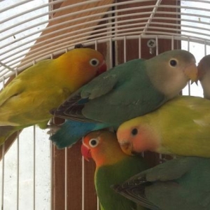 Неразлуники на любой вкус .