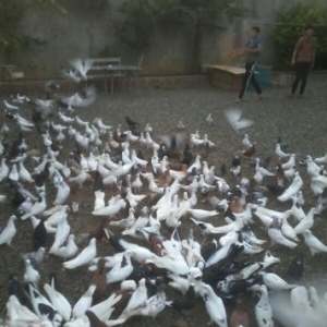 her cur quş var razlaşma yolu ile500eded