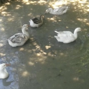 5in alana 2 ordey hediyye.cins linda qazlari