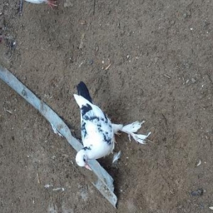 Goyercin satiram leleyli nesilinendi baladi