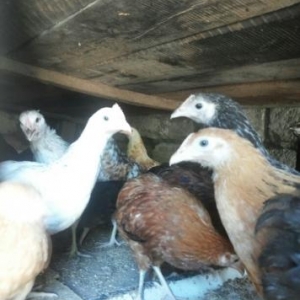 üç ayliq cücelerdi tam saglamdi