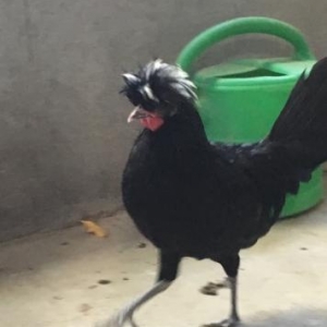 Tam sağlam Rahibe xoruz.