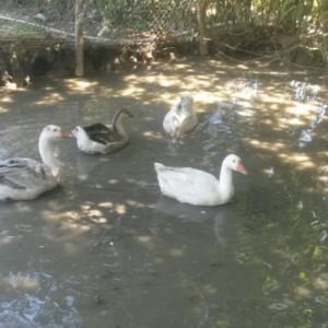 5in alana 2 ordey hediyye.cins linda qazlari