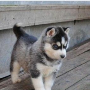 huski̇ balasi̇ ali̇ram 4-5 ayloqdan boyuk olmas