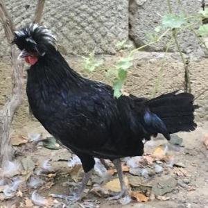 Tam sağlam Rahibe xoruz.