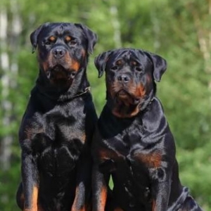 Rotveler temiz qandi medveddi erkek diwi var ayi b