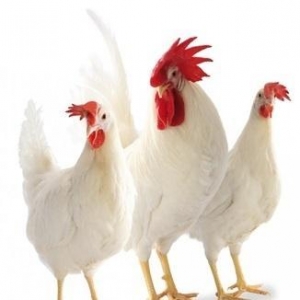 Yumurtlayan - LOHMANN LSL  toyuqları