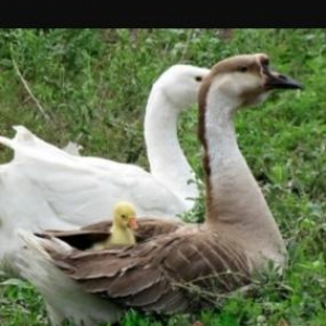 10 dene qaz yumurtasi satiram. yumurtanin 1 denesi