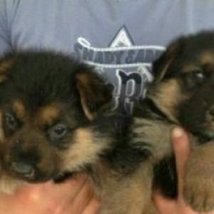 Afcarka temiz qandi baladilar erkek diwi var pasat