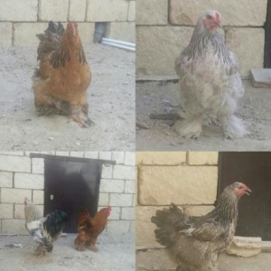 Dekorativ quşlarYaponka, brama, qızıl zibrit, k