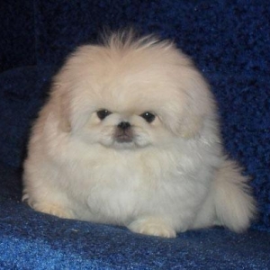 Pikinec karlik her rengi var cox agilli ve wirin i