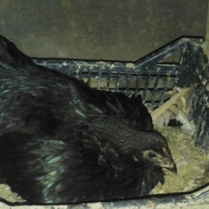 sumatra toyuq satilir hal hazirda yumurtduyur