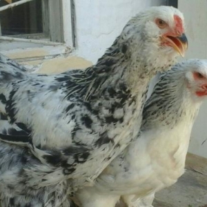 brama cütü tutkuyeden getirilib