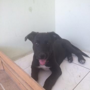 Europeidski ovçarka sinesi ayalarının ucu ağ r