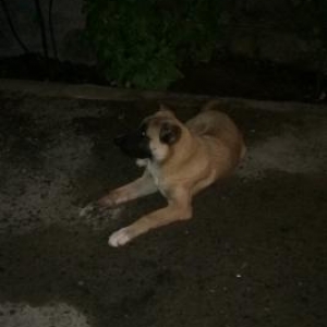 Temiz qan coban iti qusar dan getzdirmiwem werayit