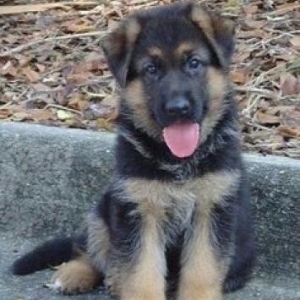 K9, xaski vəya doberman balası verən olsa saxla