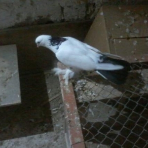 enniquyruq boynugulu