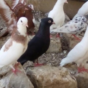 iranski sehtan kekil komuru qsradilar bir cutdu bir ildi mendediler 4