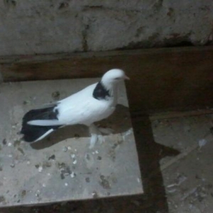 enniquyruq boynugulu