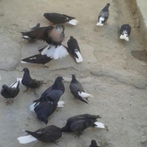 Ag quyruq esenlerden