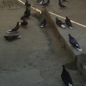 Ag quyruq esenlerden