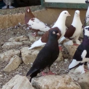 iranski sehtan kekil komuru qsradilar bir cutdu bir ildi mendediler 4